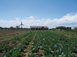 Farm in Kenia