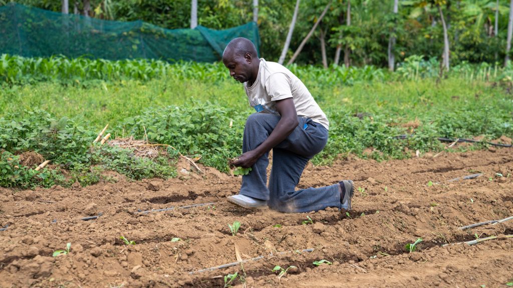 Ein Mann pflanzt etwas auf einem Acker